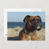 Cute Boxer Dog Briefkaart (Voorkant / Achterkant)
