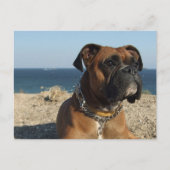 Cute Boxer Dog Briefkaart (Voorkant)