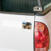 Cute Boxer Dog Bumpersticker (Op Truck)