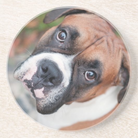 Cute boxer dog zandsteen onderzetter (Voorkant)