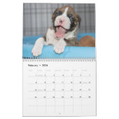 Cute Boxer Puppies Kalender (Feb 2026)