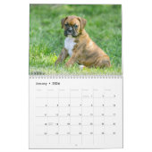 Cute Boxer Puppies Kalender (Jan 2026)