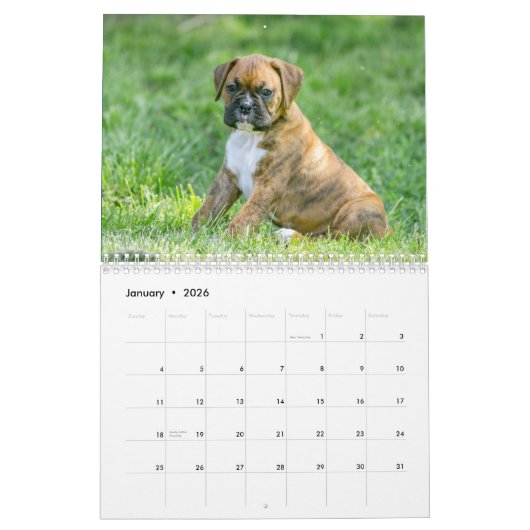 Cute Boxer Puppies Kalender (Jan 2026)