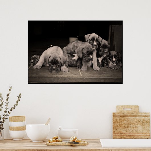 Cute Boxer Puppies Poster (Keuken)