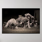 Cute Boxer Puppies Poster (Voorkant)
