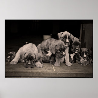 Cute Boxer Puppies Poster