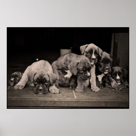 Cute Boxer Puppies Poster (Voorkant)