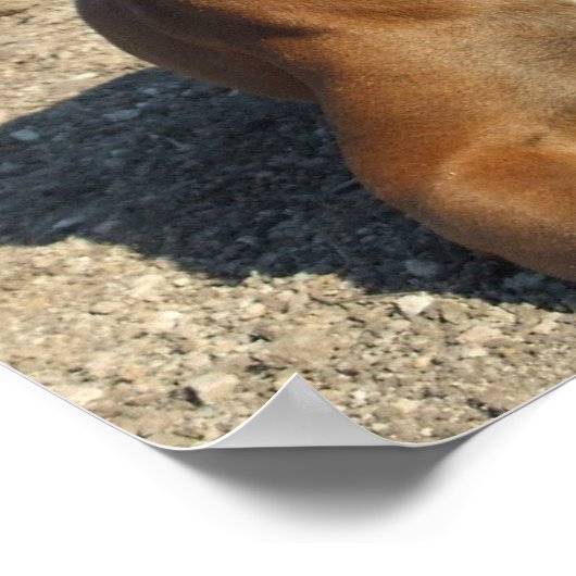 Cute Boxer Puppy Dog Print (Hoek)