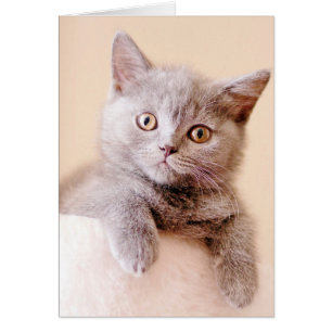 Cute British Shorthair Cat