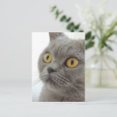 Cute British Shorthair cat Briefkaart (Staand voorkant)