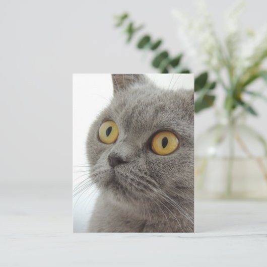 Cute British Shorthair cat Briefkaart (Staand voorkant)