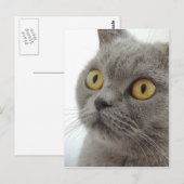 Cute British Shorthair cat Briefkaart (Voorkant / Achterkant)