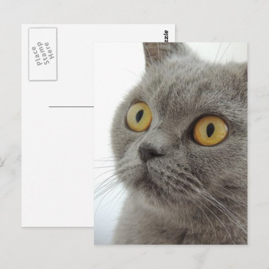 Cute British Shorthair cat Briefkaart (Voorkant / Achterkant)