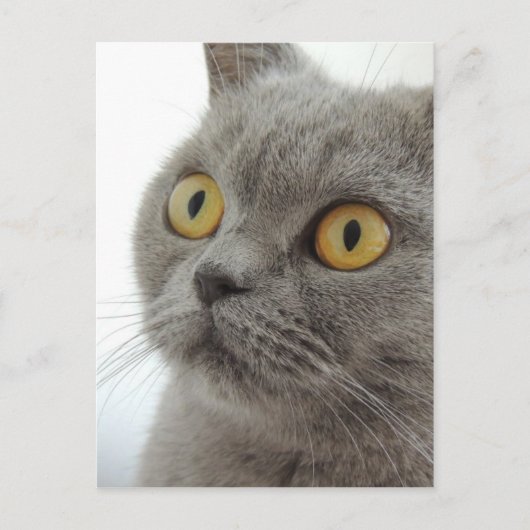 Cute British Shorthair cat Briefkaart (Voorkant)