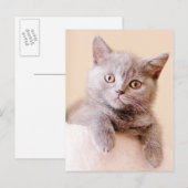 Cute British Shorthair Cat Briefkaart (Voorkant / Achterkant)