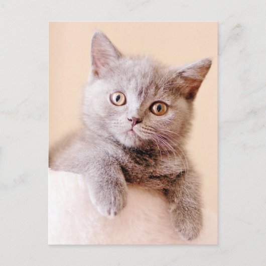 Cute British Shorthair Cat Briefkaart (Voorkant)