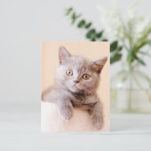 Cute British Shorthair Cat Briefkaart (Staand voorkant)