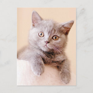Cute British Shorthair Cat Briefkaart