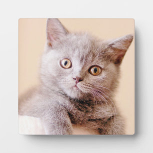 Cute British Shorthair Cat Fotoplaat
