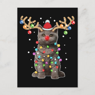 Cute British Shorthair Cat Funny Kerstfeestdag Briefkaart