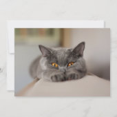 Cute British Shorthair cat Kaart (Achterkant)