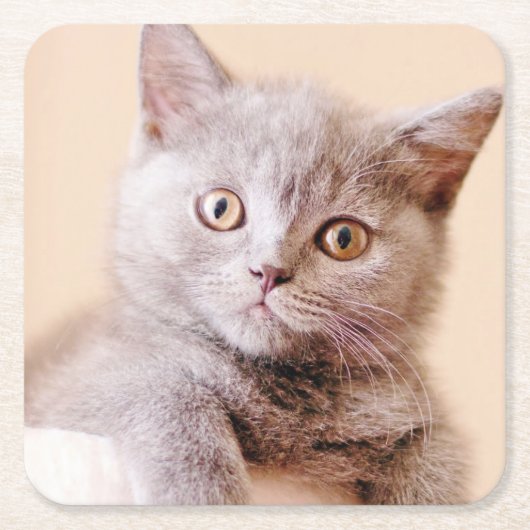Cute British Shorthair Cat Kartonnen Onderzetters (Voorkant)