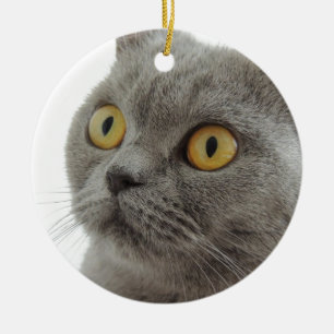 Cute British Shorthair cat Keramisch Ornament
