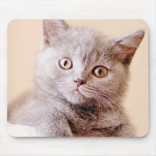 Cute British Shorthair Cat Muismat (Voorkant)