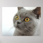 Cute British Shorthair cat Poster (Voorkant)