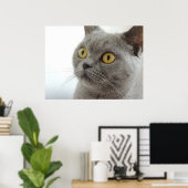 Cute British Shorthair cat Poster (Thuiskantoor)