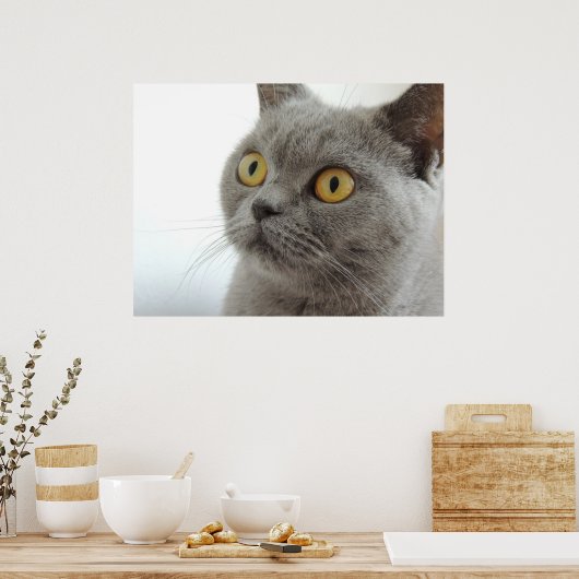 Cute British Shorthair cat Poster (Keuken)