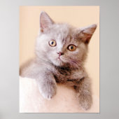 Cute British Shorthair Cat Poster (Voorkant)