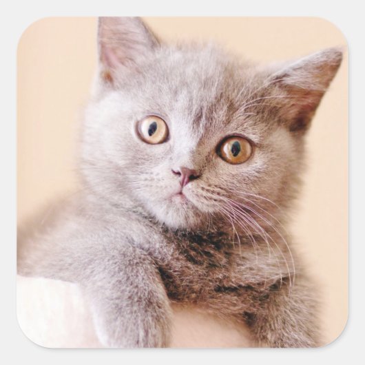 Cute British Shorthair Cat Vierkante Sticker (Voorkant)