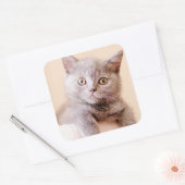 Cute British Shorthair Cat Vierkante Sticker (Envelop)