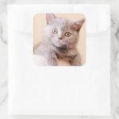 Cute British Shorthair Cat Vierkante Sticker (Tas)