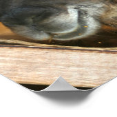 Cute Brown Alpaca Llama Boerderij Animal Poster (Hoek)