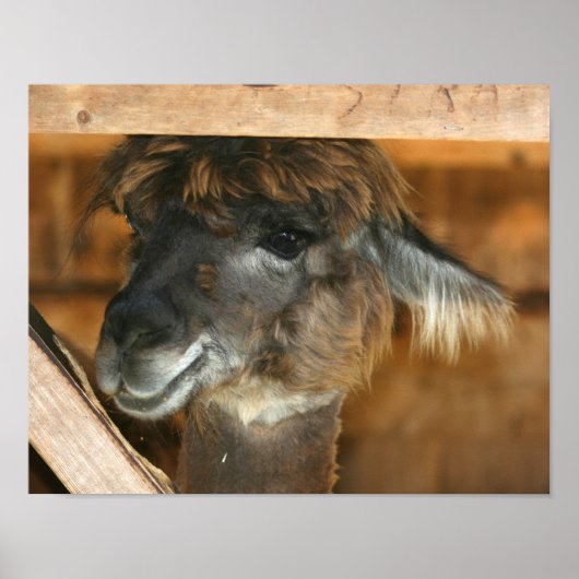 Cute Brown Alpaca Llama Boerderij Animal Poster (Voorkant)