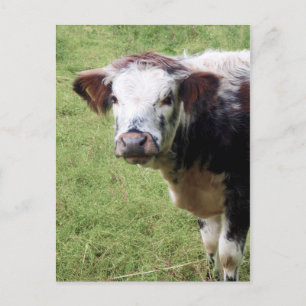 Cute Brown and White Calf (Young Cow) Briefkaart