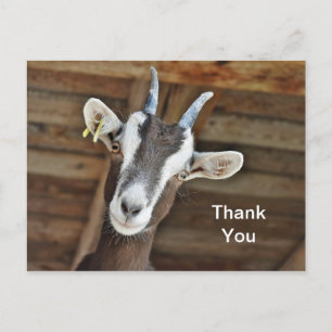 Cute Brown and White Goat Photo Hartelijk dank Briefkaart