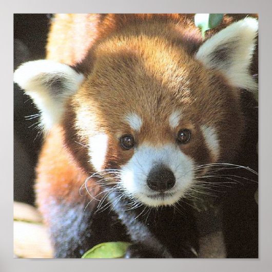 Cute Brown Beer Foto Poster (Voorkant)