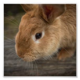 Cute brown bunny foto afdruk