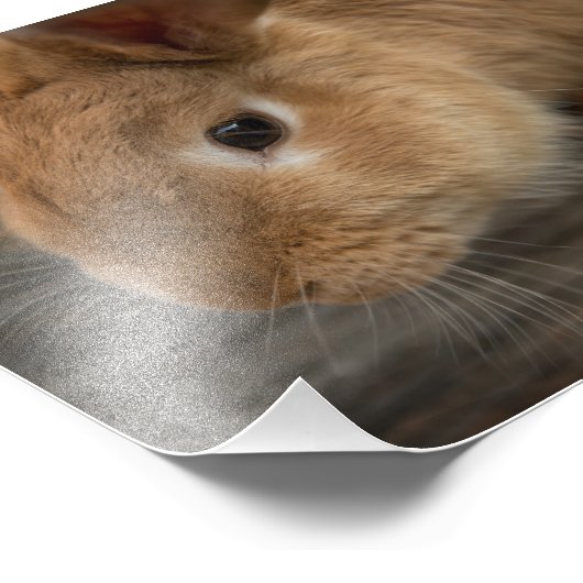Cute brown bunny foto afdruk (Hoek)