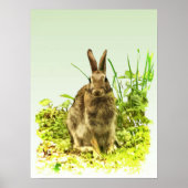 Cute Brown Bunny Rabbit in Green Grass Poster (Voorkant)