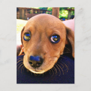 Cute Brown Dachshund Puppy Dog Briefkaart