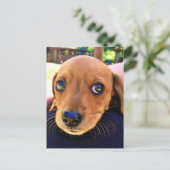 Cute Brown Dachshund Puppy Dog Briefkaart (Staand voorkant)