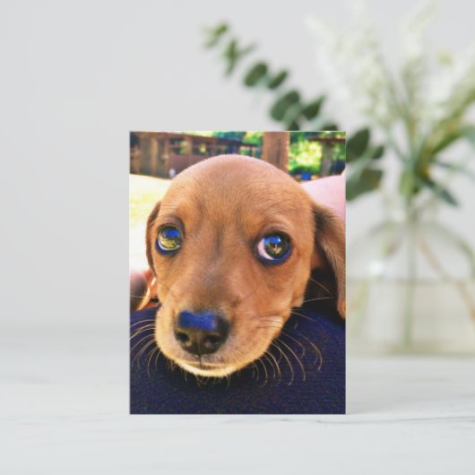 Cute Brown Dachshund Puppy Dog Briefkaart (Staand voorkant)