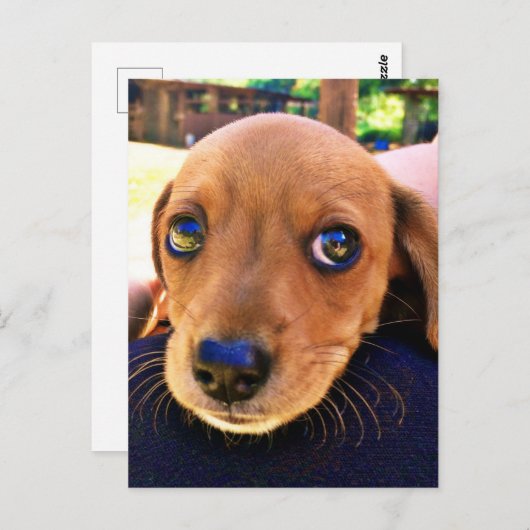 Cute Brown Dachshund Puppy Dog Briefkaart (Voorkant / Achterkant)