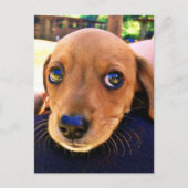 Cute Brown Dachshund Puppy Dog Briefkaart (Voorkant)