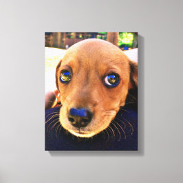 Cute Brown Dachshund Puppy Dog Canvas Afdruk