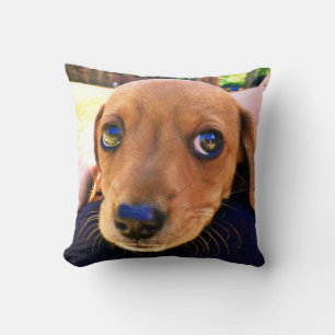 Cute Brown Dachshund Puppy Dog Kussen